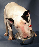 Premium Dog Food