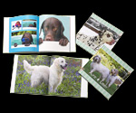 Customised Photo Book