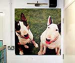 Framed Canvas Photographs