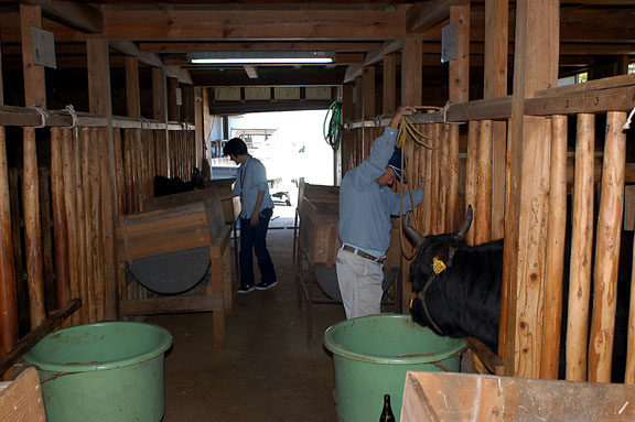 The cows are kept in small cow sheds and almost never let outside. Kobu takes them only out for the massage which is dine right in front of the shed and is very careful not to tire his cows.