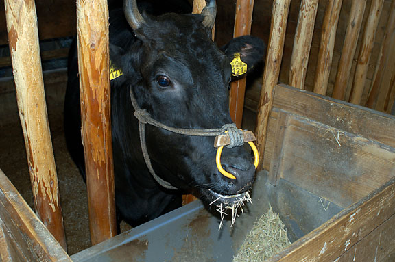 Kobu's cows also never bear calves. He keeps them for three years after which they are sold. Feed costs for the three years come to about 500,000 to 600,000 yen per cow. One cow can fetch up from 1 to 50 million yen, depending on how judges have judged the cow and sentiment at the auction.