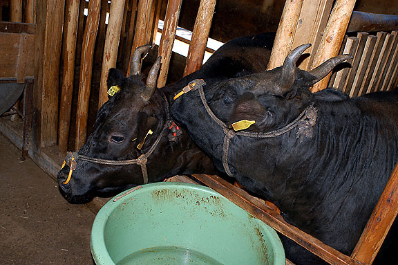 kobe-cattle3