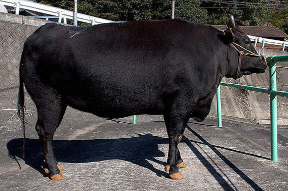 Wagyu in Cows in Matsusaka are bought in Tajima (Hyogo), Shimane and Shikoku. There is no breeding in Matsusaka.