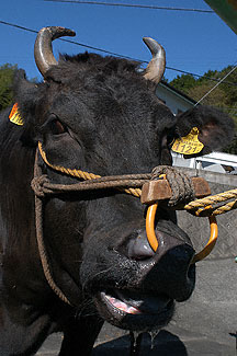 kobe-cow1