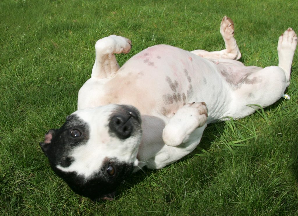 Maisie having a nice roll