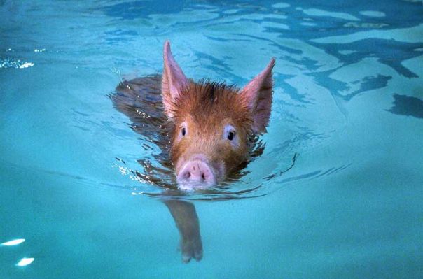 Swimming Tamworth Pig