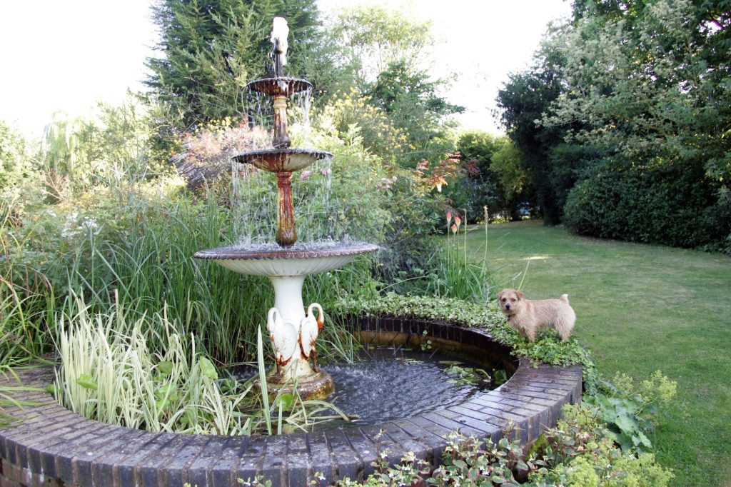 Teddy by the swan pond