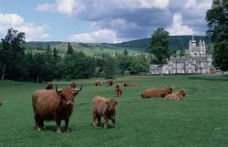 Highland Cattle at Balmoral Castle