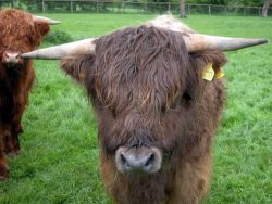 Highland Steer