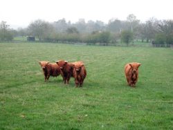 A misty Easter week-end morning. These four young ladies are enjoying their youth. Photographed on the 11 acre field, with the Powick Parish Church in the background.