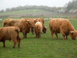 A misty Saturday before Easter, 2004. The Highland cattle have been fed a bit just so we could easy have a look at them all. A pastoral scene in the English countryside: enjoy it before it's gone. I wonder if Birchfields would make a good Tesco parking lot?