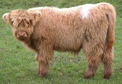 This Highland bull calf has a pure white spot on his back --- a bit like a surfer dude. UK302940100044 born 15 December 2003. Sold 14 October 2005, and now residing on a mountain top in Lancaster.