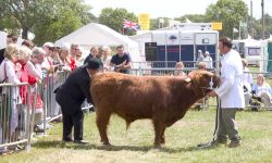 One of our "junior" bulls being judged in the ring.