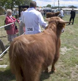 Judging of our "junior" bulls in the ring.