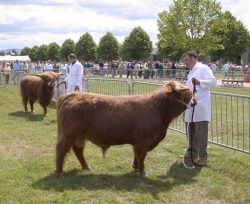 Our two "junior" bulls being shown --- UK302940100030 and UK302940300032 --- by Andy and Kevin.