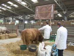 In the cattle shed --- Lord Rannoch of Lucies being groomed, and our "Are you thinking what we're thinking?" sign