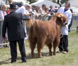 Judging one of our two "junior" bulls in the show ring at the Three Counties Show, Malvern.
