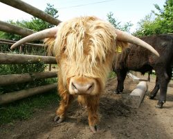 One of our pedigree steers -- not overly fond of having his picture taken.