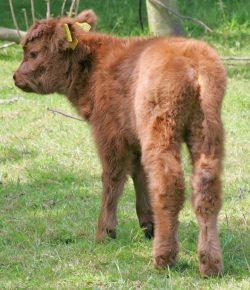 A young heifer Highland calf at Birchfields, June 11 2005