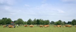 This Highland cow died in childbirth. We removed her from Birchfields by tractor. Andy drove the tractor slowly, and the cow's mother walked alongside. Vic walked slowly behind, with the other cattle following slowly in a single file. They followed the tractor until it left the field, and then dispersed quietly.