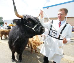 I took this photograph of a regal Highland black bull waiting to go into the show ring. The gentleman gave me his card: he's Tom Thomson from the Woodneuk Fold in Glasgow.