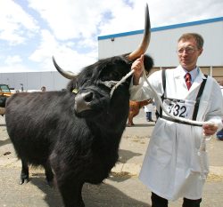 I took this photograph of a regal Highland black bull waiting to go into the show ring. The gentleman gave me his card: he's Tom Thomson from the Woodneuk Fold in Glasgow.