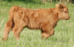 Running Highland Calf
