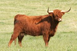 Highland Cow -- Summer Afternoon