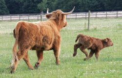 Mother and Calf