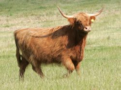 I'm not sure if this Highland cow was running to me, or away from me. A warm summer afternoon, July 10 2005, on the 11 Acre field.