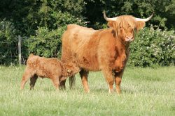 Highland mother and her nursing calf.