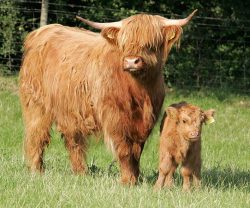 Highland Calf and Mother