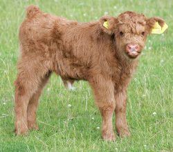 The poor boy's yellow ear tags are almost as big as he is. The government requires these ear tags be put on within three weeks of the birth of the calf.