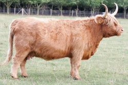 HEH F6Katriona of Headley, born 1 June 2004, Photographed Sep 23 2005. Sold, PD in calf, 29 September 2005.