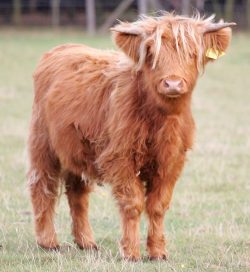 UK302940 300053 - Born 18 May 2004. Pleaseclick herefor her pedigree. Photographed Sep 23 2005. Sold 13 Oct 2005 -- and now living in Wales.