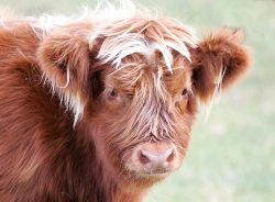 Even with a telephoto lens, it's impossible to read the ear tags on most of the cattle. Photographed Sep 23 2005