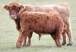 This is our only Highland cow who is minus her horns (it's a long story). She'sAlice 1st of Clovaborn 19 March 1988 -- UK302940 400047. Her enorumous calf is a steer, UK302940 400061 born 15 March 2005. Photographed Sep 23 2005.