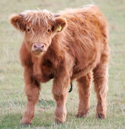 UK302940 100058 born 15 February 2005