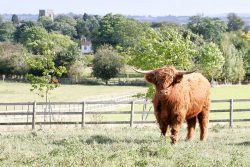 One of our Highland cows on our 11 acre field, overlooking the Powick Parish Church.