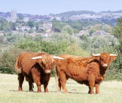 The bull is UK302940100030 born 16 February 2003. Worcester Cathedral is in the background, viewed from our 11 acre field over the valley of the River Severn.