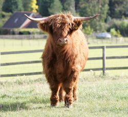 UK302940500041 born 25 July 2003, last weighed 8 July 2005 -- 393 Kg