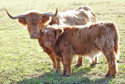 Mother and Calf