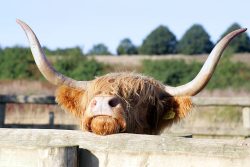 After having her pregnancy test, HEH F6 wants to re-join the herd.