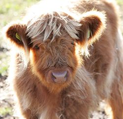 A bull calf, born 3 May 2005, son ofKIKE10, Mairi Ruadh 5th of Innisard
