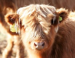 A heifer, born 7 March 2005, daughter of KIKA4. This young calf has been sold to folks in Staffordshire, and she moved to her new home on 8 Nov 05.