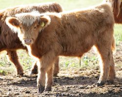 A Highland bull calf, born 15 February 2005, son ofUK302940500048, Kirsty 1st of the Kiln.
