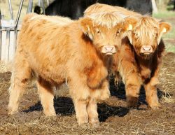 Two cute Highland calves, photographed on an early autumn morning. UK302940100058, male, born 15 February 2005, and UK302940200059, male, born 17 Feburary 2005 --- two male calves born two days apart.