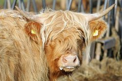 A female calf, UK302940500055, born 8 June 2004. Sold 1 October 2005