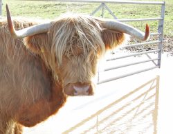 KIKE10-- also known as Mairi Ruadh 5th of Innisard -- was born on 1 May 1993. She is currently for sale, with a bull calf at foot born 3 May 2005 (UK302940600063).