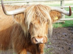 KIKE10-- also known as Mairi Ruadh 5th of Innisard -- was born on 1 May 1993. She is currently for sale, with a bull calf at foot born 3 May 2005 (UK302940600063).
